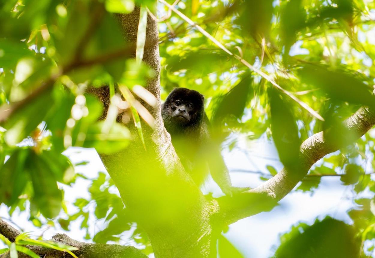 Antema Lodge Secteur Tamarindo, Piscine, Yoga, Gym, Jungle Et Paix エクステリア 写真