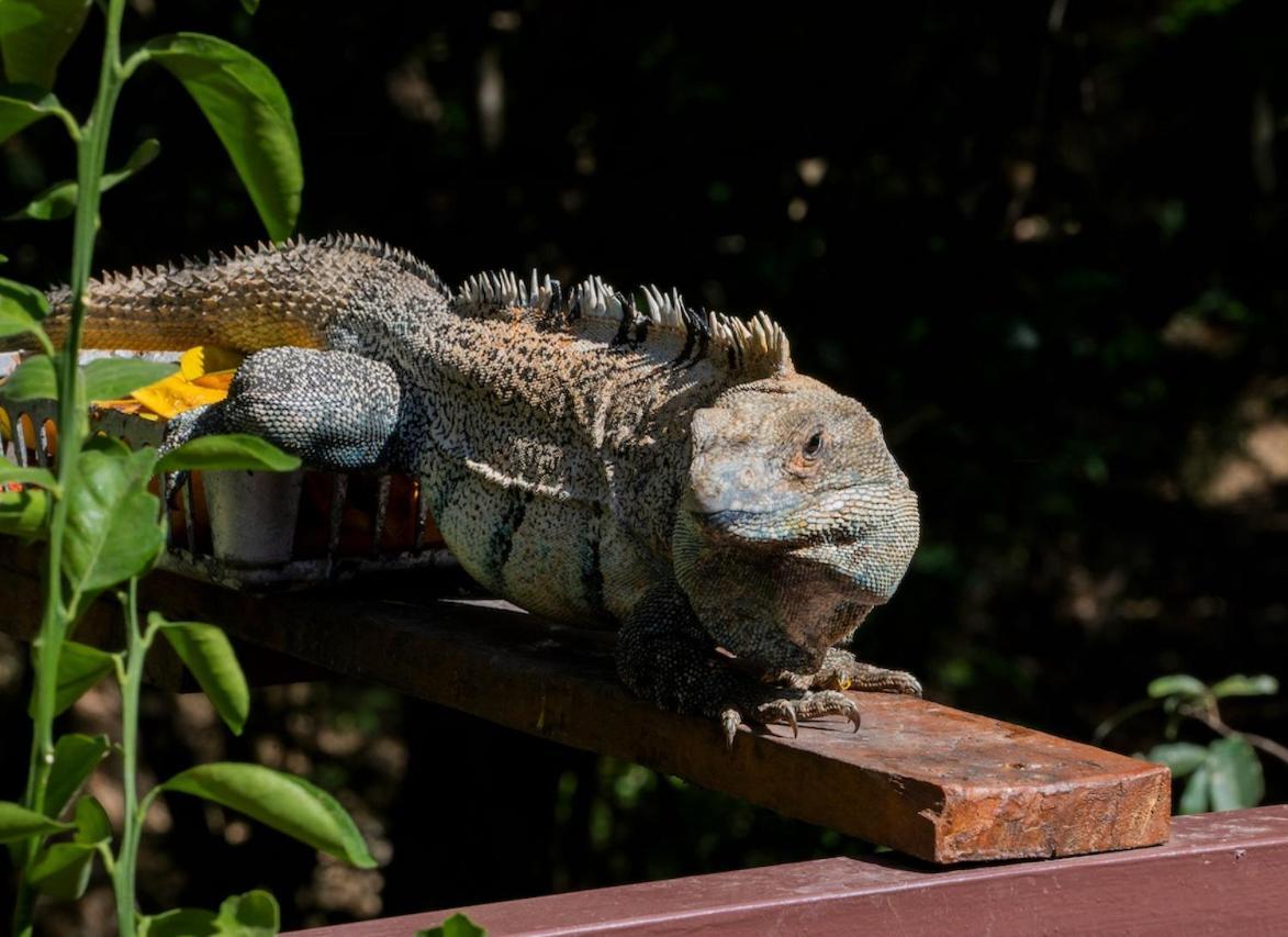Antema Lodge Secteur Tamarindo, Piscine, Yoga, Gym, Jungle Et Paix エクステリア 写真
