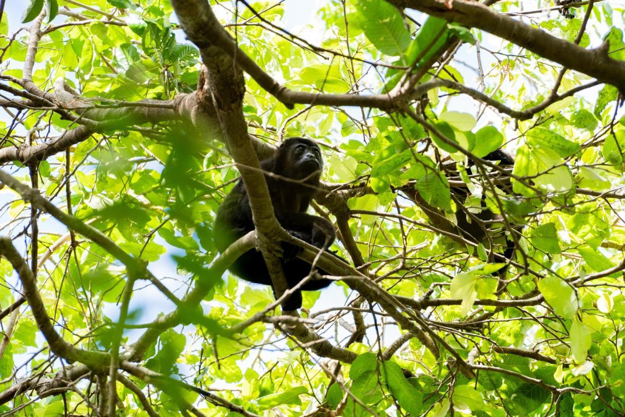 Antema Lodge Secteur Tamarindo, Piscine, Yoga, Gym, Jungle Et Paix エクステリア 写真