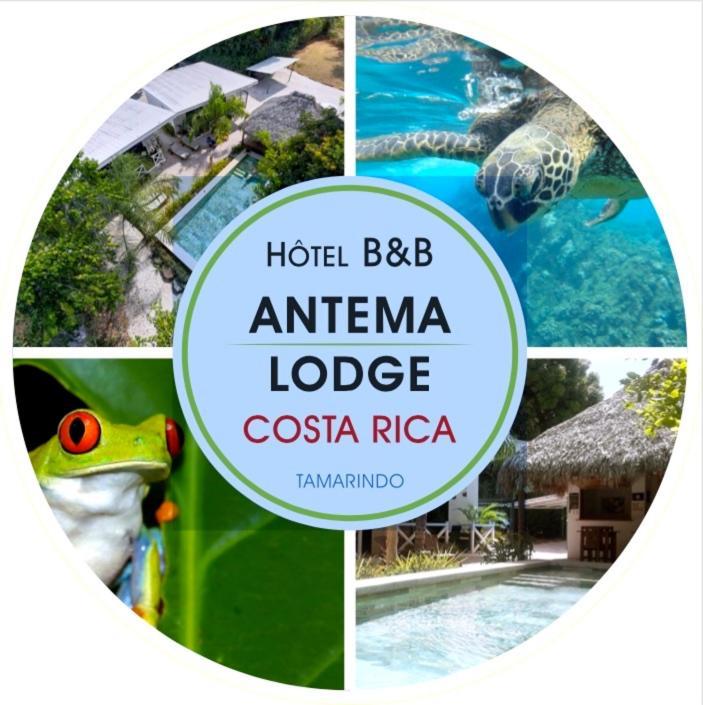 Antema Lodge Secteur Tamarindo, Piscine, Yoga, Gym, Jungle Et Paix エクステリア 写真