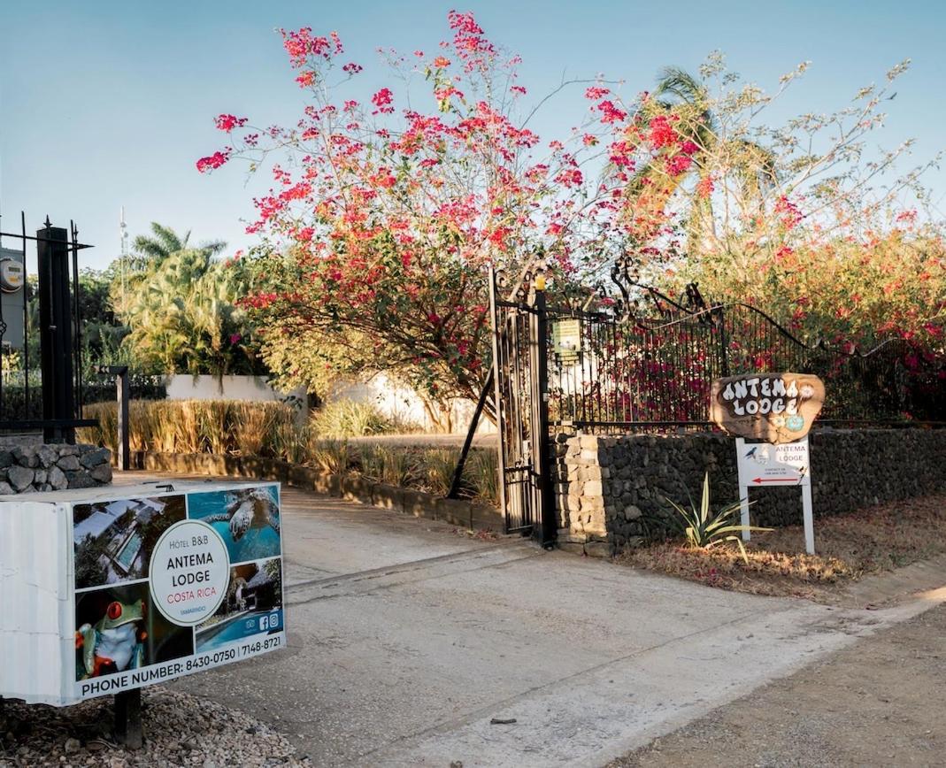 Antema Lodge Secteur Tamarindo, Piscine, Yoga, Gym, Jungle Et Paix エクステリア 写真