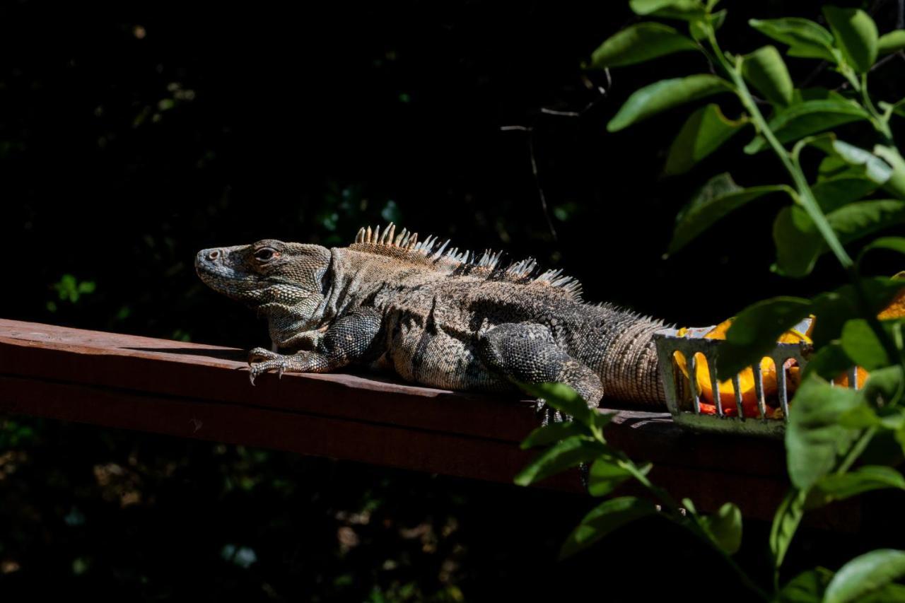 Antema Lodge Secteur Tamarindo, Piscine, Yoga, Gym, Jungle Et Paix エクステリア 写真