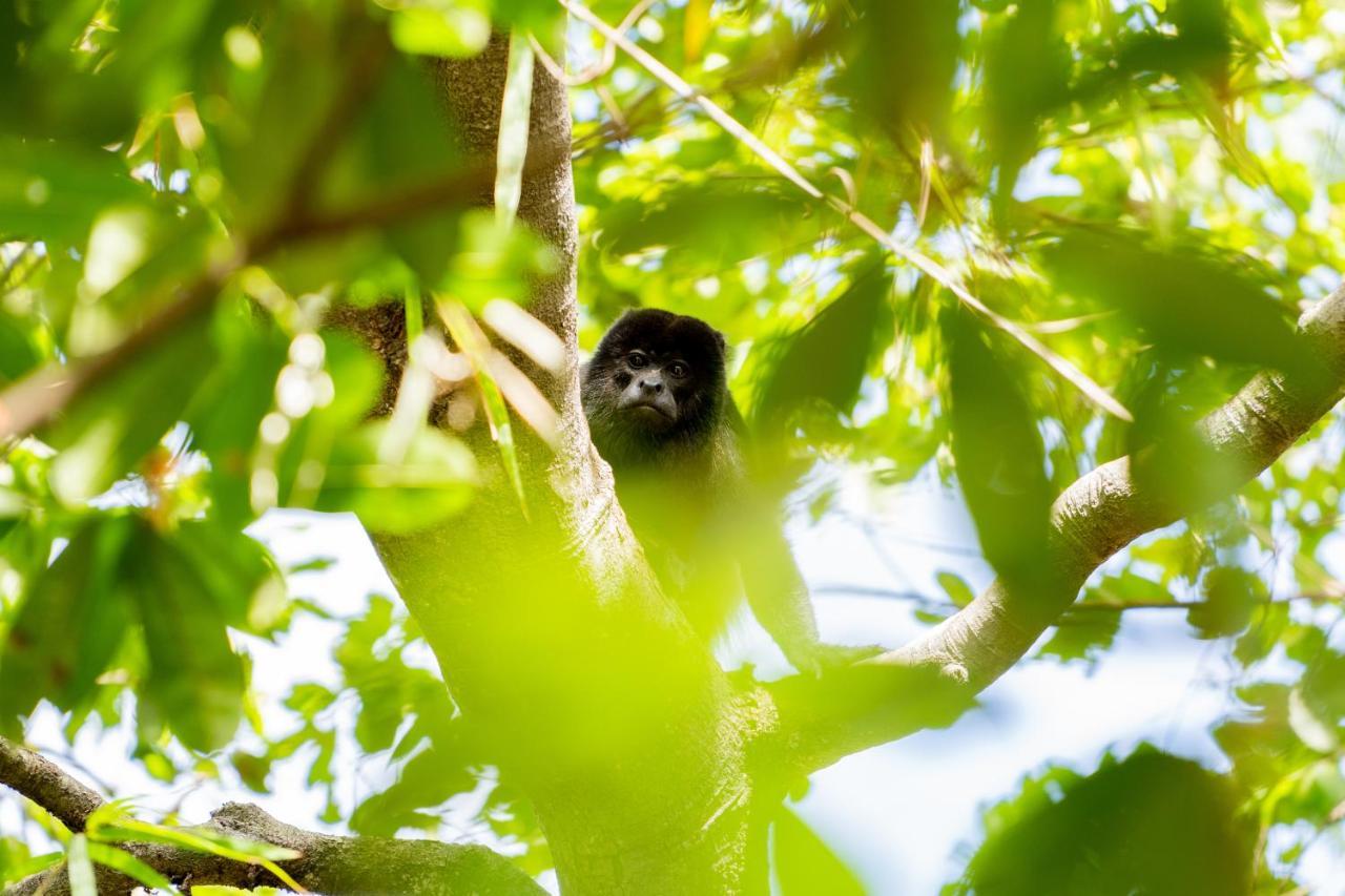 Antema Lodge Secteur Tamarindo, Piscine, Yoga, Gym, Jungle Et Paix エクステリア 写真