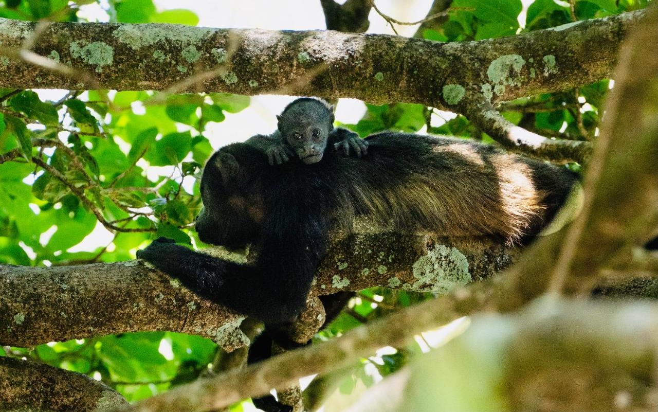 Antema Lodge Secteur Tamarindo, Piscine, Yoga, Gym, Jungle Et Paix エクステリア 写真
